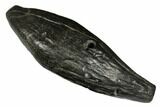 Fossil Sperm Whale (Scaldicetus) Tooth - South Carolina #176143-1